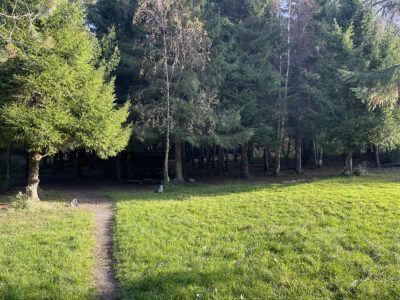 skogen